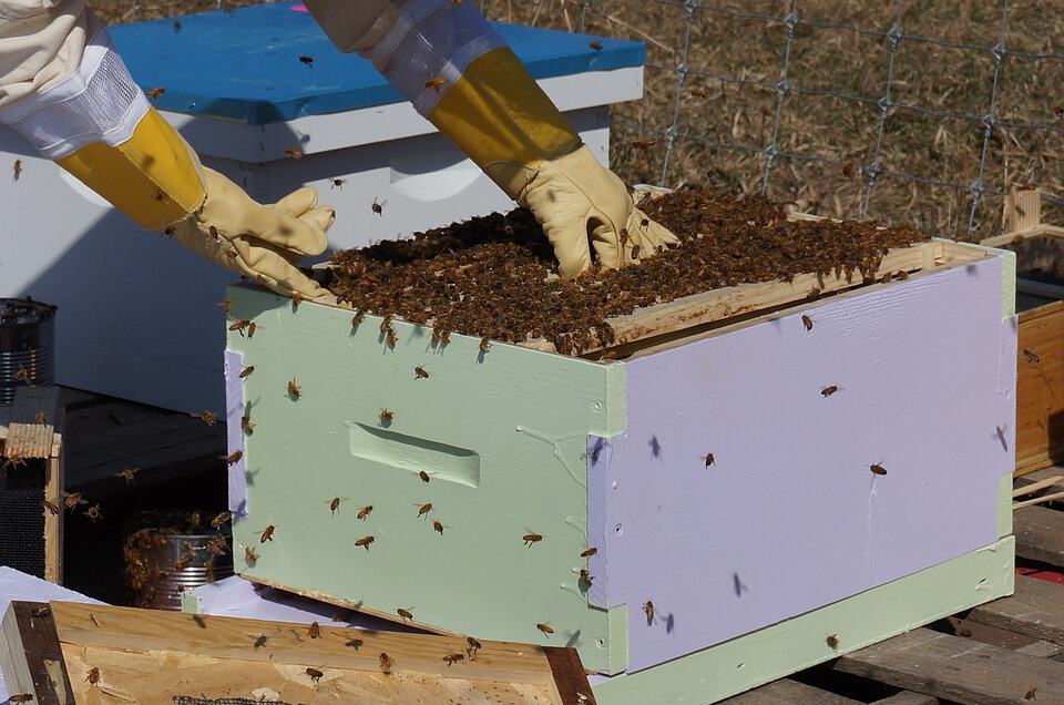 Where to buy/get bees and how to install them in the hive Honey and
