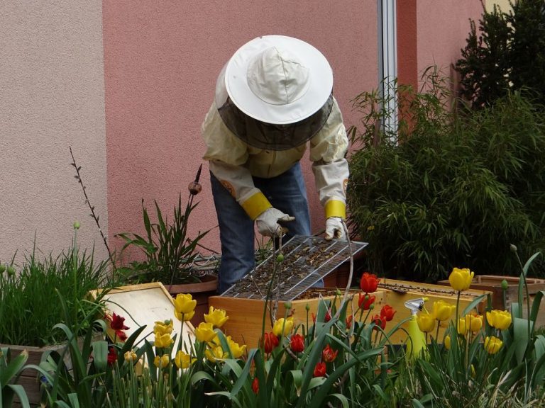 Urban Beekeeping (Dangers,Legality,Tips) Honey and Beekeeping
